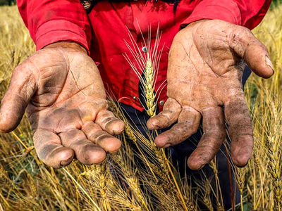 گندم کشاورزان به جای دولت نصیب دلالان می شود/ گرانی بذر عامل کاهش تحویل گندم و واردات می شود