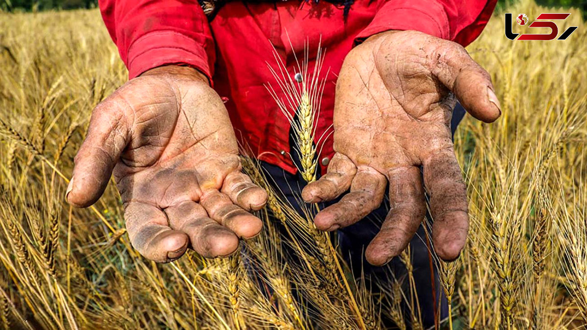 گندم کشاورزان به جای دولت نصیب دلالان می شود/ گرانی بذر عامل کاهش تحویل گندم و واردات می شود