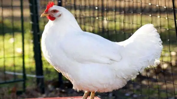 رنگ این مرغ شما را شگفت زده می کند + فیلم