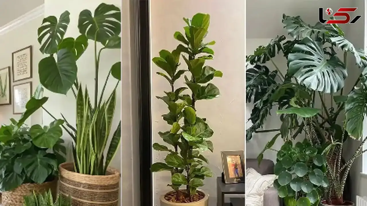 خانه‌ ای به زیبایی گالری هنری با این 5 گیاه آپارتمانی بی‌ نظیر +عکس