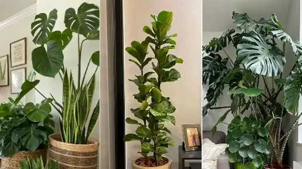 خانه‌ ای به زیبایی گالری هنری با این 5 گیاه آپارتمانی بی‌ نظیر +عکس