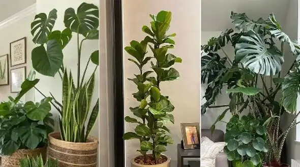 خانه‌ ای به زیبایی گالری هنری با این 5 گیاه آپارتمانی بی‌ نظیر +عکس