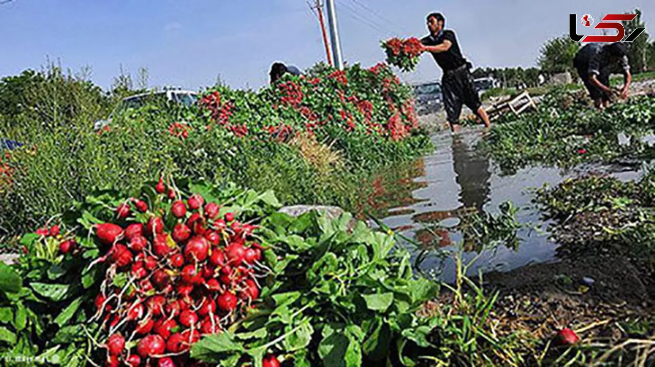 نابودی مزارع جنوب تهران با آبیاری فاضلاب/ وضعیت مزارع در حالت بحرانی