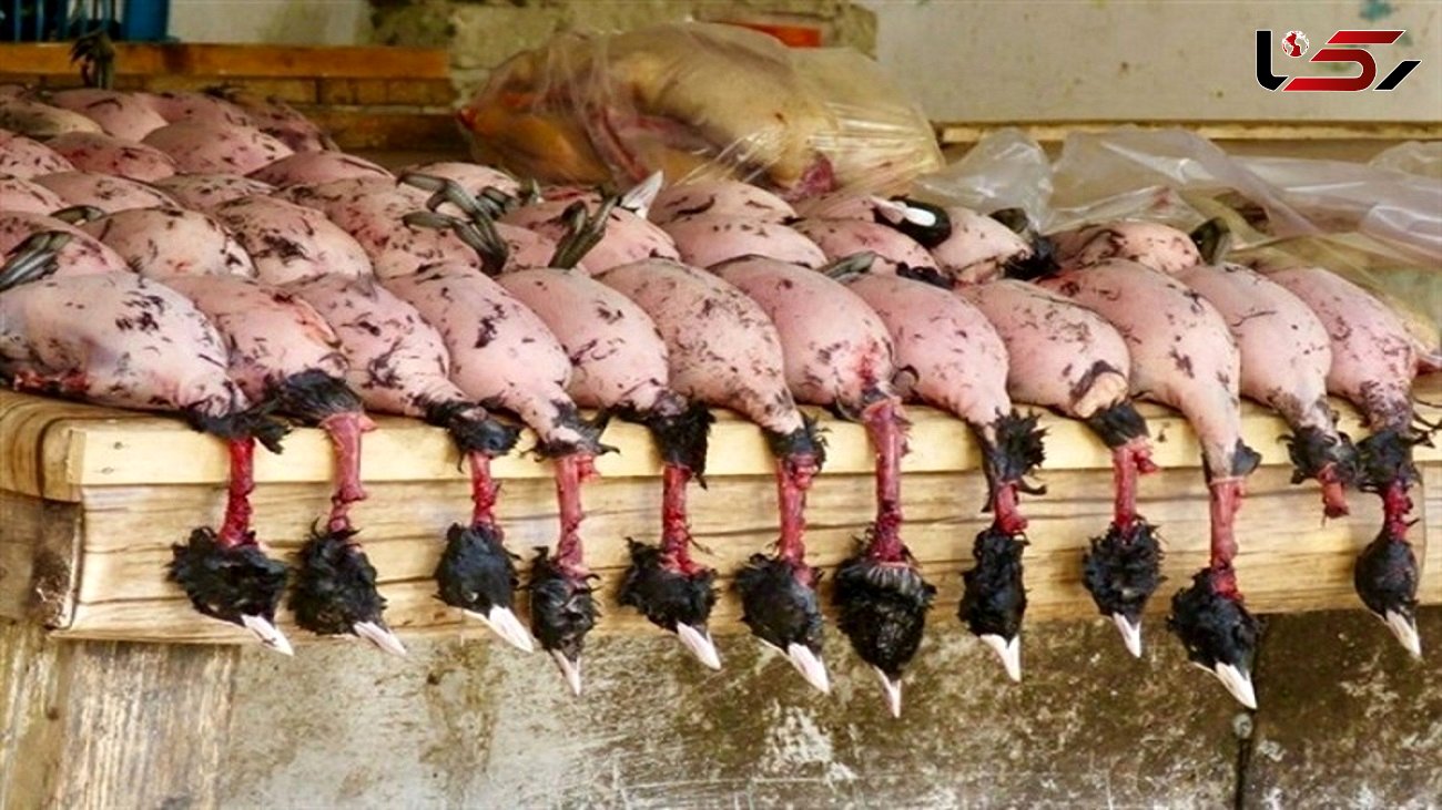 گوشت پرندگان مهاجر زیر دندان خارجی ها / چند روز بیشتر به آغاز مهمان کشی در فریدونکنار باقی نمانده است