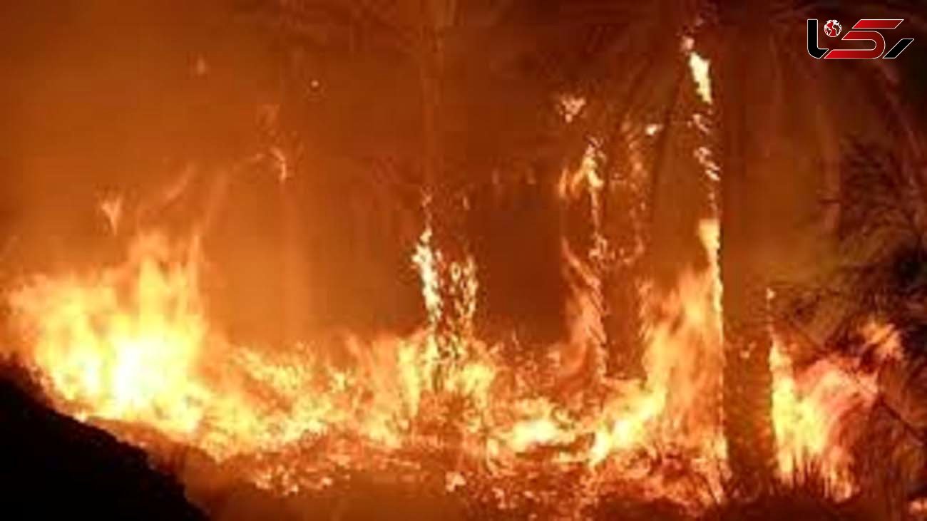 آتش سوزی در جنگلهای سروک