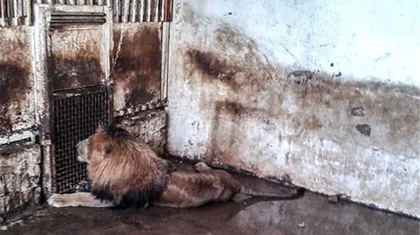 مرد تهرانی حیاط اش را باغ وحش کرد + عکس