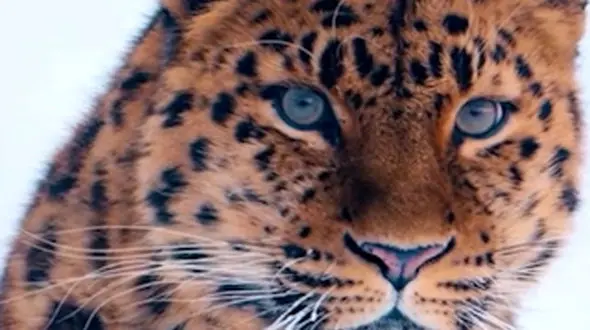 از ضیافت ناهار طوطی ها تا ابهت و زیبایی پلنگ