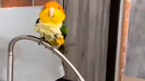 از ترفند فیلمرداری تا آب بازی کردن طوطی برزیلی