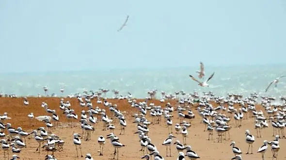 احیای 3 تالاب در ایران با 3 میلیون دلار