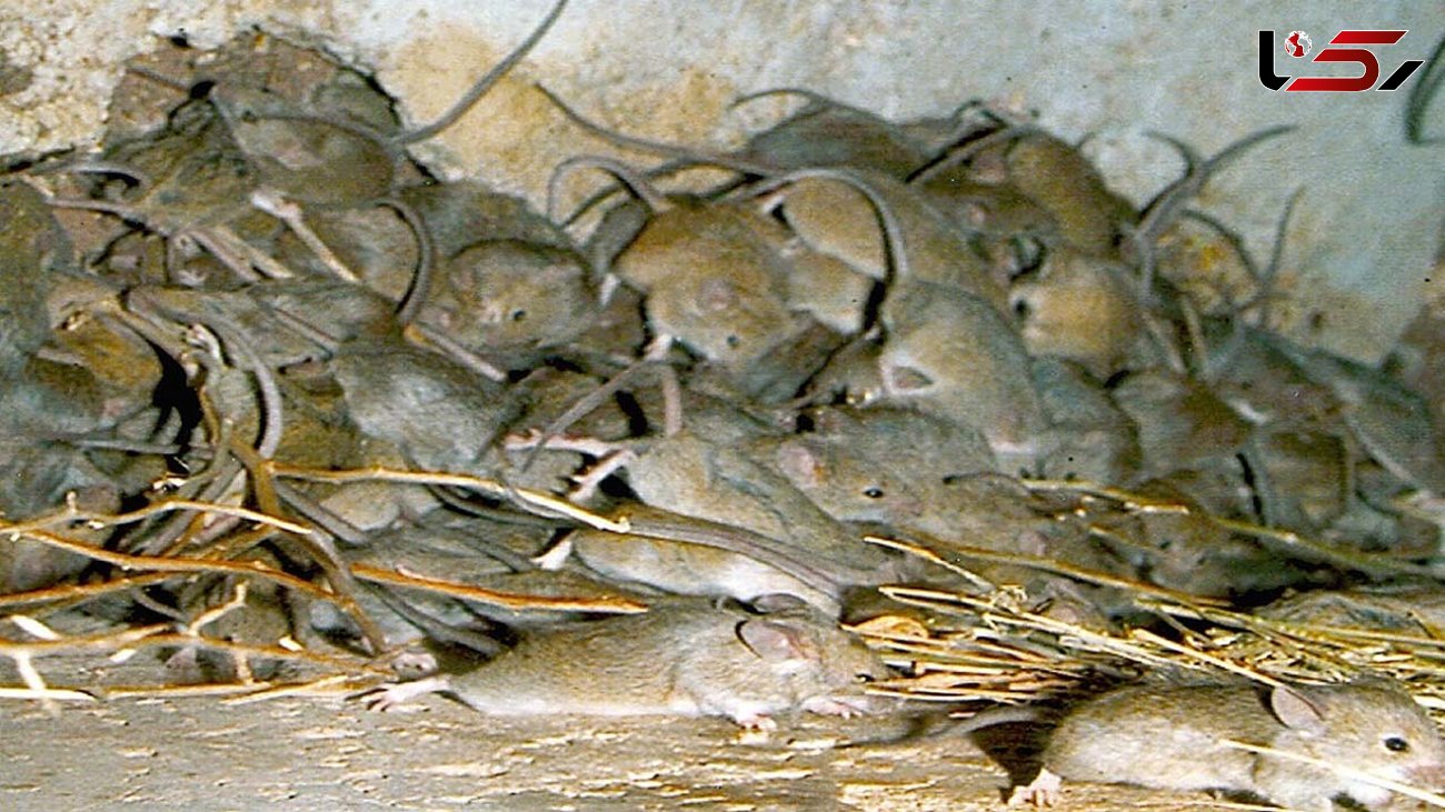 حمله موش ها به یک خانه + فیلم 