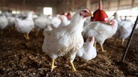 دلیل نوسان قیمت مرغ در بازار چیست؟