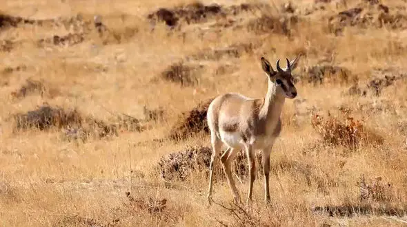 فیلم مشاهده حیات وحش باشگل / حضور کبک چیل و آهو