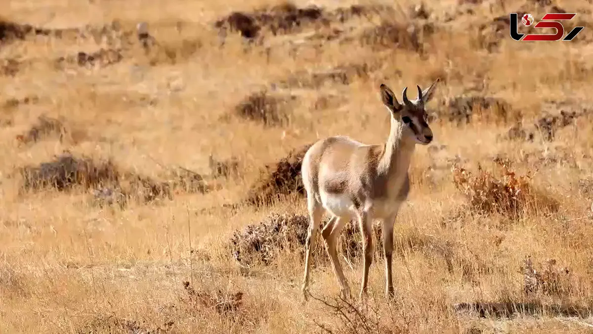 فیلم مشاهده حیات وحش باشگل / حضور کبک چیل و آهو