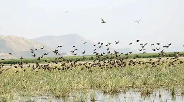 سیزده‌ بدر؛ تهدید جدی برای پرندگان