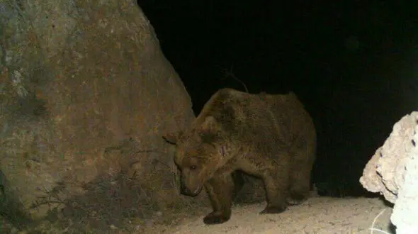 فوری / خرس قهوه ای در لرستان دیده شد / گمان ها به سمت انقراض این حیوان می رفت + عکس این خرس