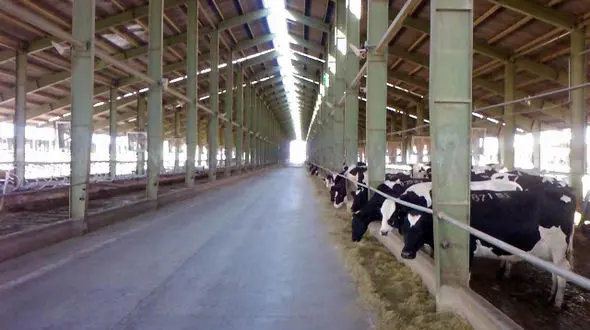 کشف جنازه مرد افغان در گاوداری / حادثه تلخ یزد را برآشفت 