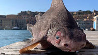 صید عجیب ترین ماهی دنیا + عکس