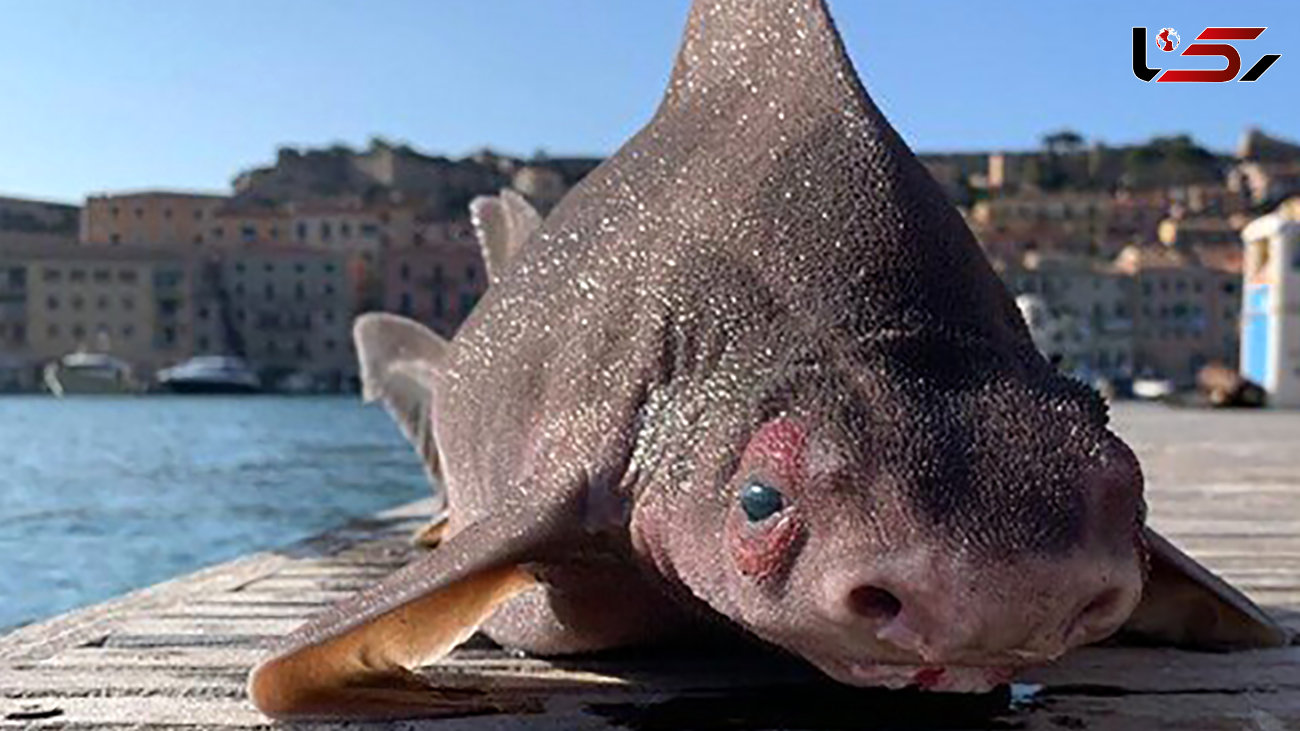 صید عجیب ترین ماهی دنیا + عکس