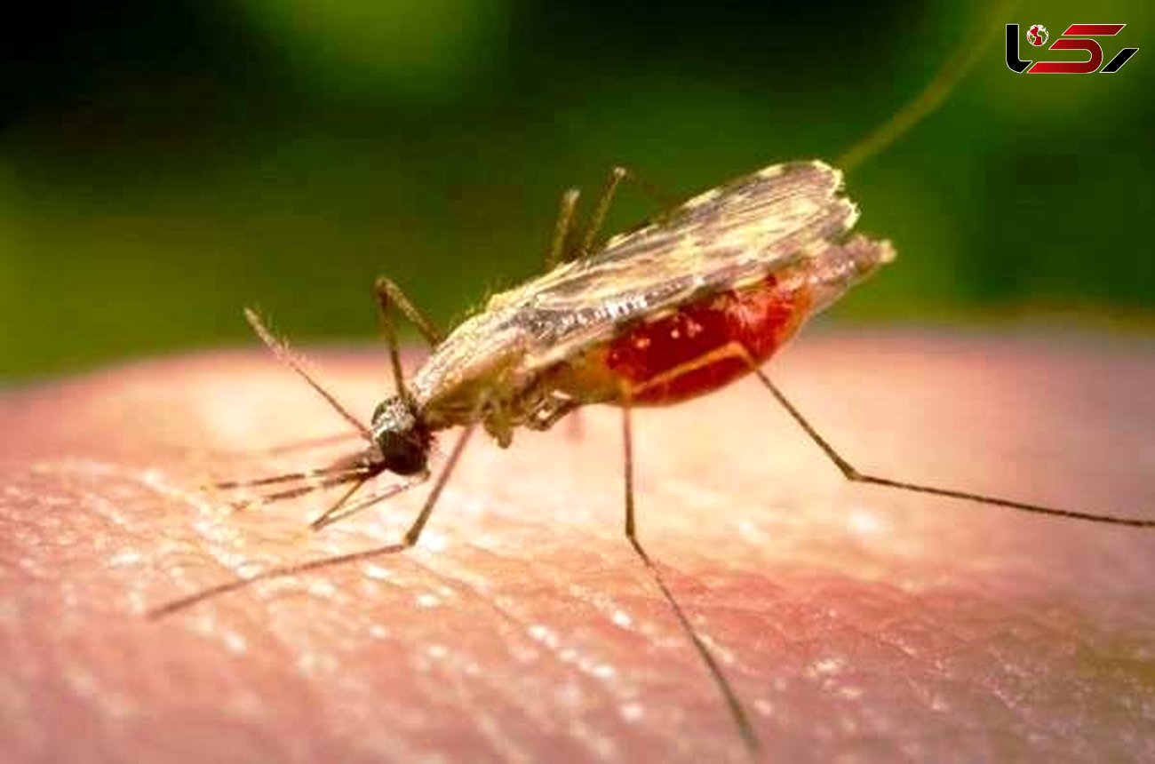 گسترش "سوپر مالاریا" یک تهدید جهانی
