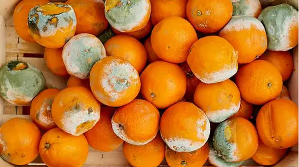 برای جلوگیری از کپک میوه در یخچال چه باید کرد؟