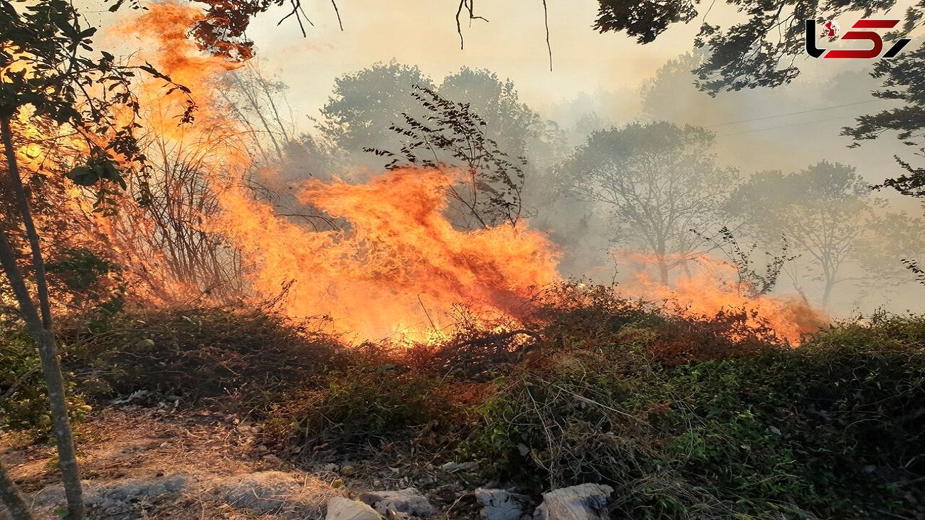 بالگرد برای اطفای آتش جنگل های جهان نما درخواست شد، اما نیامد / بیش از 50 هکتار از جنگل های گلستان سوختند + فیلم