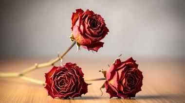 چطور با نمک گل‌ها را خشک کنیم؟ روش ساده و مؤثر همراه با 10 نکته کلیدی