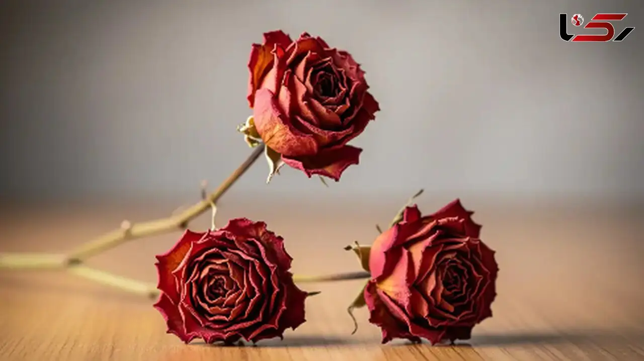 چطور با نمک گل‌ها را خشک کنیم؟ روش ساده و مؤثر همراه با 10 نکته کلیدی
