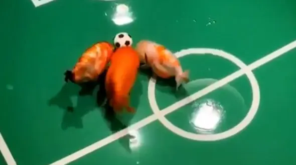 فوتبال ماهی ها را دیده اید؟ + فیلم