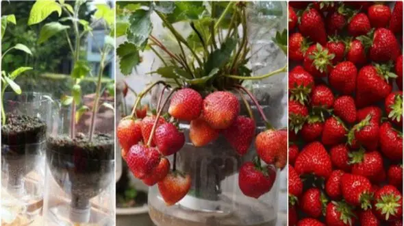  آموزش گام‌ به‌ گام پرورش توت فرنگی با بطری پلاستیکی در منزل 