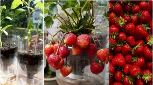  آموزش گام‌ به‌ گام پرورش توت فرنگی با بطری پلاستیکی در منزل 