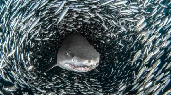  کوسه نگون بخت میان گروهی از ماهی ها گیر افتاد +عکس های بی نظیر