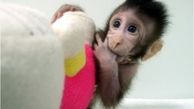 تولد میمون های شبیه سازی شده در چین