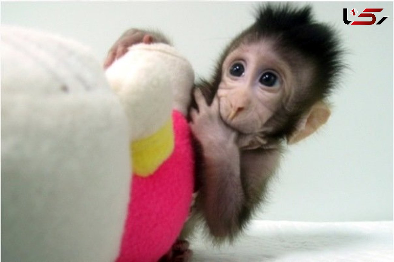 تولد میمون های شبیه سازی شده در چین