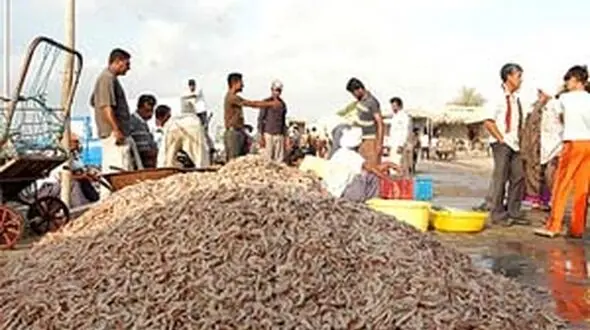 30 هزار تن میگو تولید می شود 