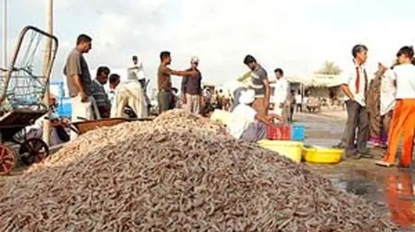 30 هزار تن میگو تولید می شود 