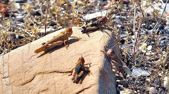 حمله ملخ ها به روستای شندان + فیلم 