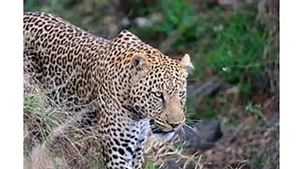 فیلم پلنگی که در ارتفاعات البرز از دست گرگ‌ها کلافه شده است
