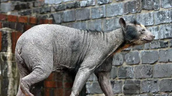 ماجرای دلورس، خرسی که کچلی‌ اش رازهای اینترنت را فاش کرد!