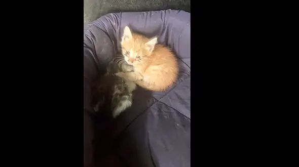 پناه دادن به گربه های خیابانی + فیلم