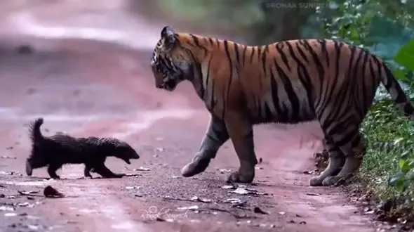 نبرد نفس‌ گیر گورکن عسل‌ خوار و 2 ببر را از دست ندهید / فیلم