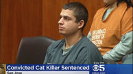 16 سال زندان برای قاتل سریالی گربه ها / حکمی که در امریکا صادر شد