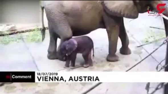  تولد یک بچه فیل حاصل از لقاح مصنوعی+فیلم