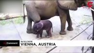  تولد یک بچه فیل حاصل از لقاح مصنوعی+فیلم