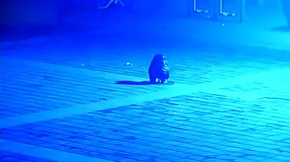 بلایی که انفجار ترقه بر سر پسربچه آورد + فیلم