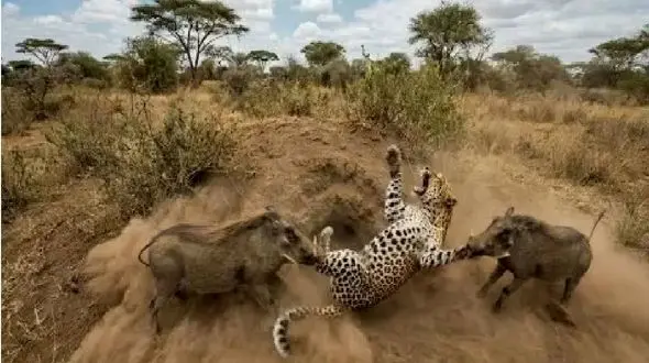 مستند حیات وحش؛ گرازها سزای پلنگ رو بهش میدن