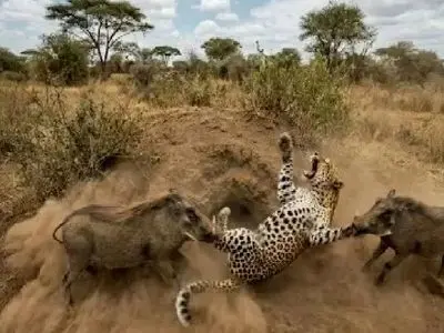 مستند حیات وحش؛ گرازها سزای پلنگ رو بهش میدن