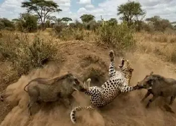 مستند حیات وحش؛ گرازها سزای پلنگ رو بهش میدن