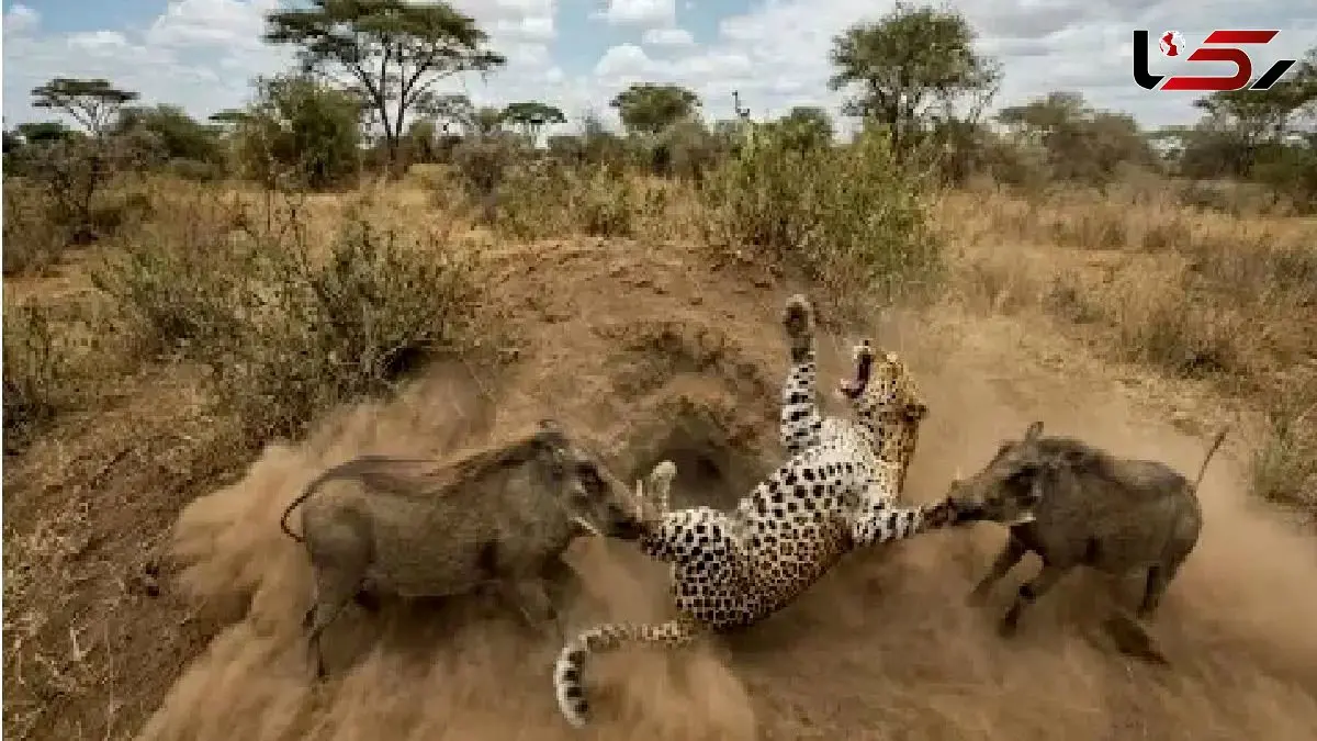 مستند حیات وحش؛ گرازها سزای پلنگ رو بهش میدن