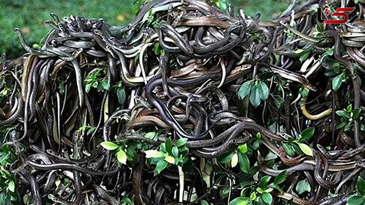 این مرد به تنهایی به جنگ با مارها رفت + فیلم