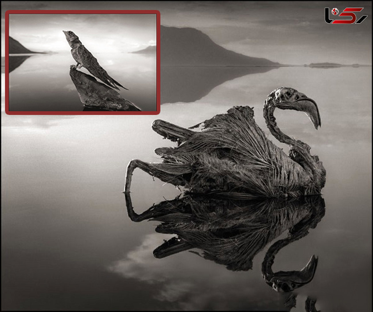 دریاچه مرگ /  در اینجا حیوانات خشکشان زده است + تصاویر